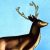 El Venado